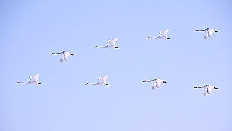 Fami通新作评分：《宝可梦：朱＆紫》问题诸多依然白金